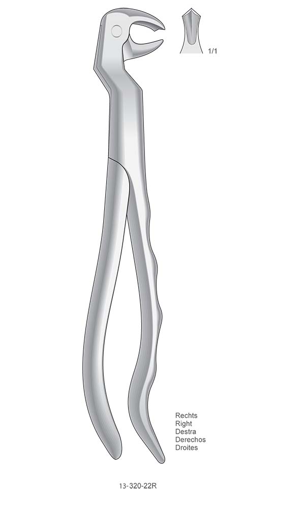 Extracting Forceps, Anatomical Handle , Right